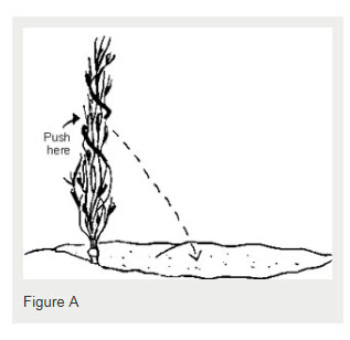 The Minnesota Tip Method for roses – Garden Bite