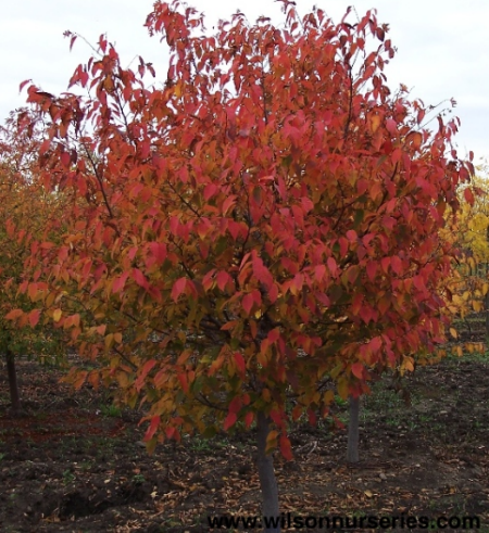 Arbor Day, diversity and the Musclewood tree – Garden Bite